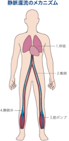 静脈還流の説明図